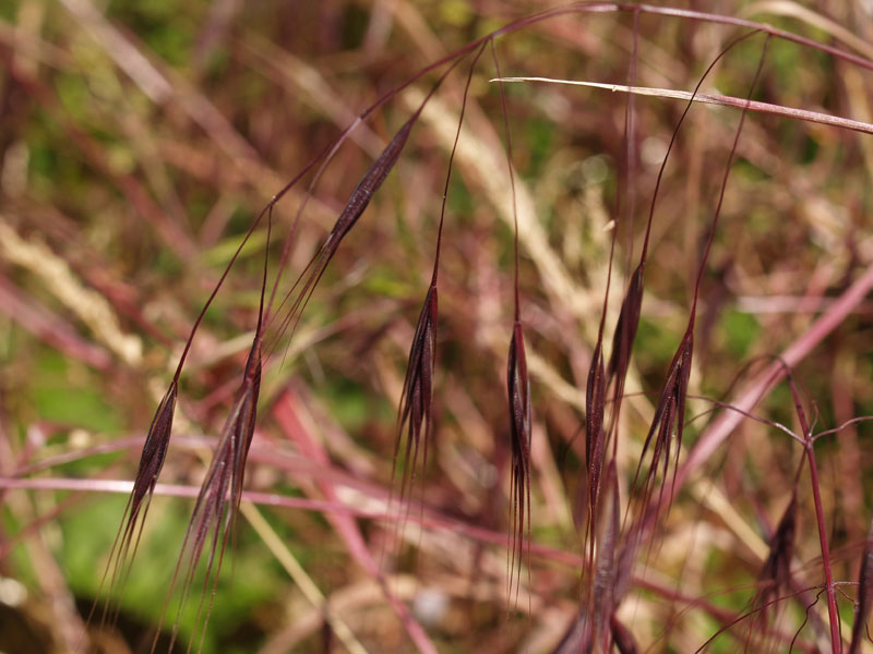 Anisantha sterilis / Forasacco rosso